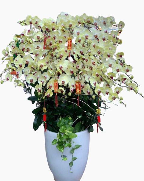 Chậu Lan Hồ Điệp Vàng Lưỡi Đỏ