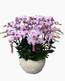  Chậu Hoa Lan Hồ Điệp Vàng Màu Cánh Bướm - LHĐ78 