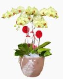  Chậu Hoa Lan Hồ Điệp Xuân Sang - LHĐ86 