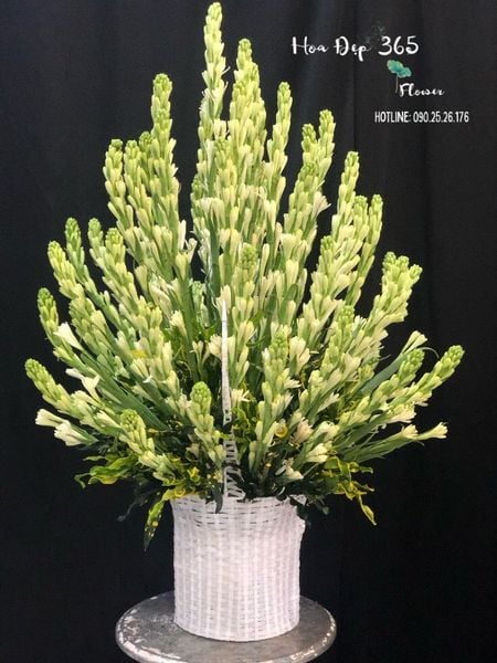 gio-hoa-hue-trang-ghv13