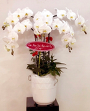  Chậu Hoa Lan Hồ Điệp Trắng - LHĐ20 