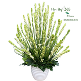  Bình Hoa Tươi Hoa Huệ Trắng - HCB64 