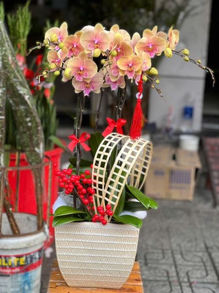 Chậu Hoa Lan Hồ Điệp 5 Cành Vàng Tím - LHĐ112