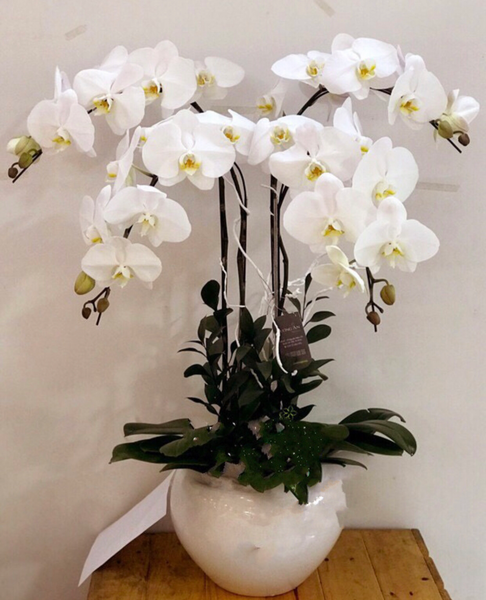 Chậu Hoa Lan: Chậu Hoa Lan Hồ Điệp Trắng Let's Celebrate