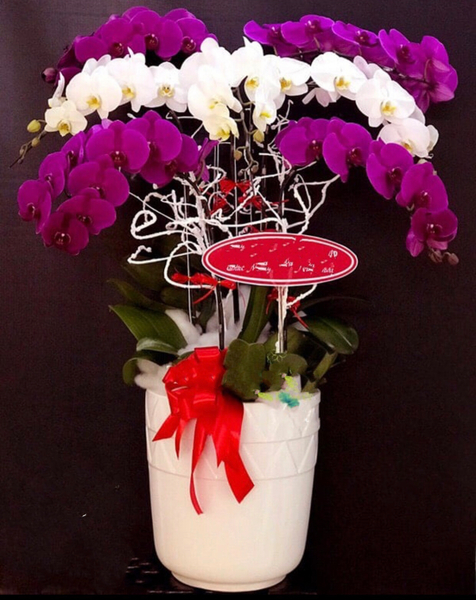 Chậu Hoa Lan: Chậu Hoa Lan Hồ Điệp - LHĐ33