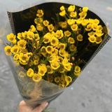  Hoa Thanh Liễu - Hoa cắt cành 