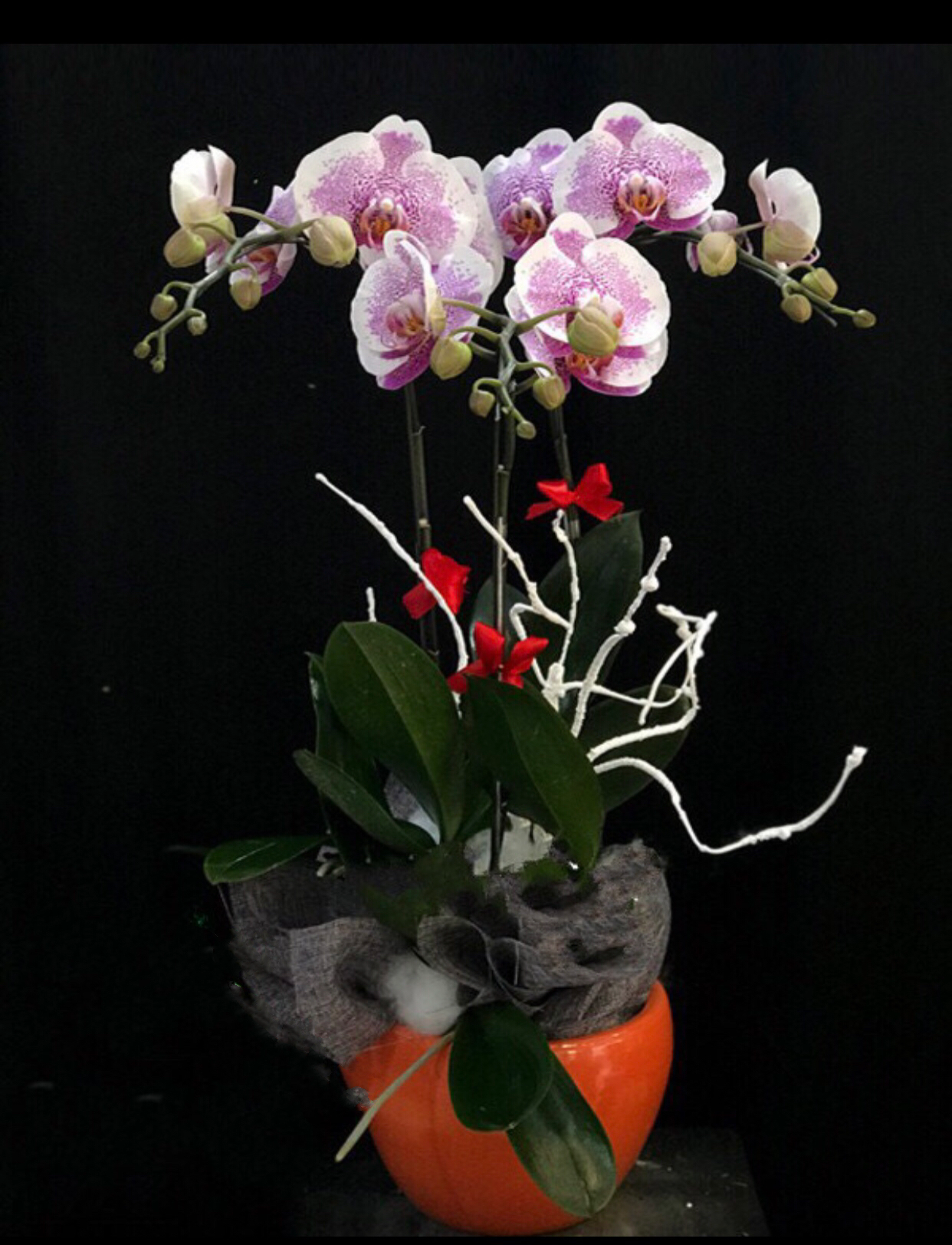  Chậu Hoa Lan Hồ Điệp Đột Biến - LHĐ54 