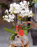  Chậu Hoa Lan Hồ Điệp Ánh Sáng Tương Lai - LHĐ11 