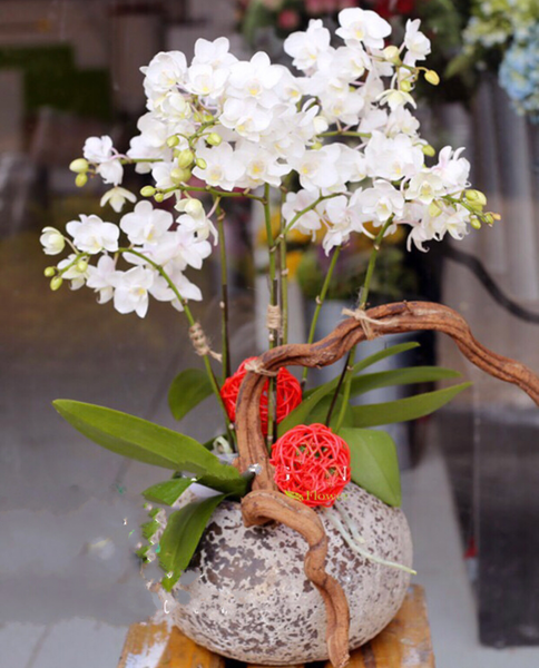 Chậu Hoa Lan: Chậu Hoa Lan Hồ Điệp Ánh Sáng Tương Lai