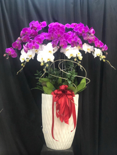 Chậu Lan Hồ Điệp Tím