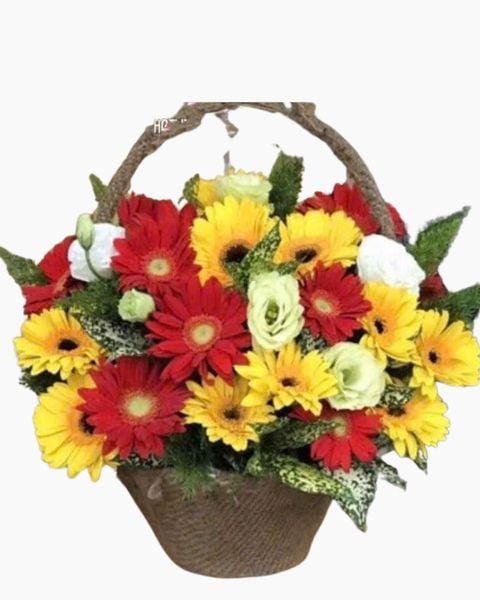 Giỏ Hoa Đồng Tiền Mừng Khai Trương