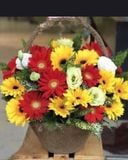  Giỏ Hoa Đồng Tiền Mừng Khai Trương - HG23 