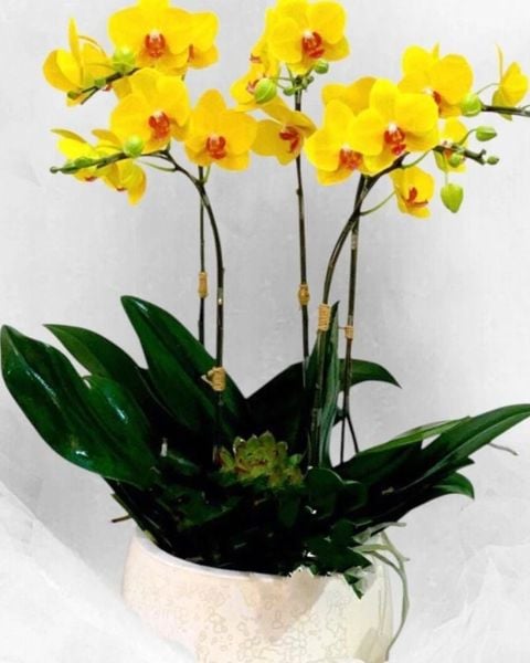 Chậu Hoa Lan:  Chậu Hoa Lan Hồ Điệp Vàng Glorious - LHĐ22 