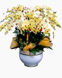  Chậu Hoa Lan Hồ Điệp Hạnh Phúc VIên Mãn - LHĐ66 
