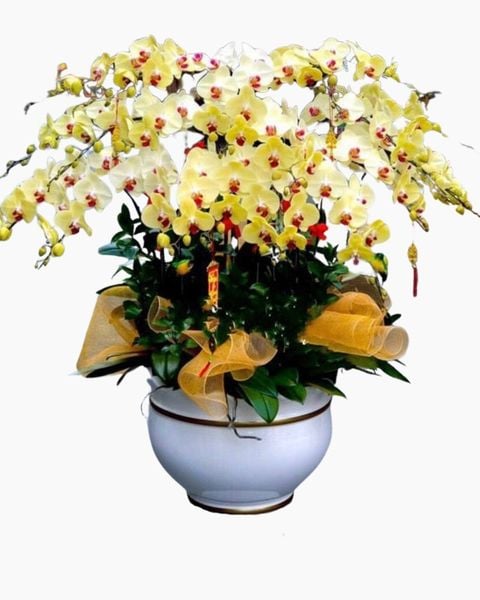 Chậu Lan Hồ Điệp Hạnh Phúc VIên Mãn