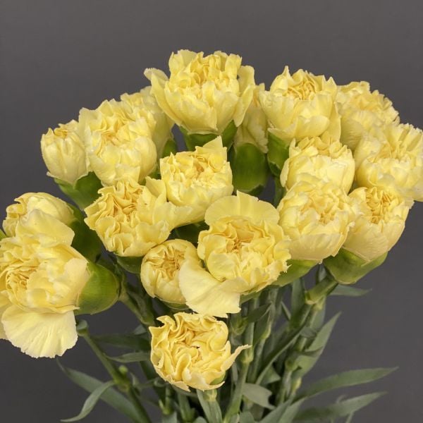 Cẩm Chướng Đơn - Hoa Tươi Cắt Cành