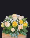  Hoa Để Bàn Ánh Dương Hội Tụ - Ovan 24 