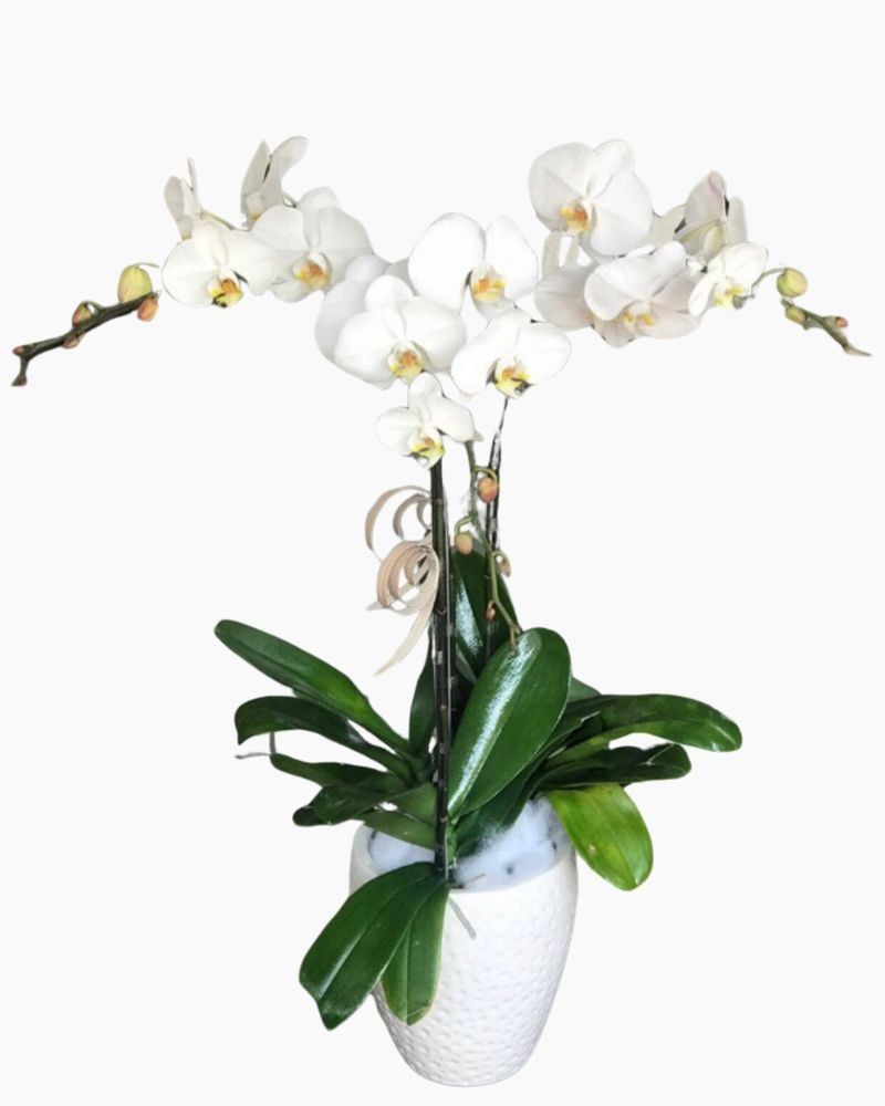  Chậu Hoa Lan Hồ Điệp Đẹp - LHĐ53 