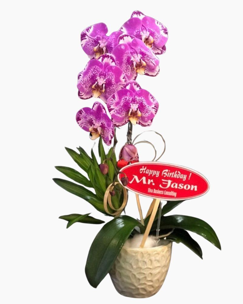  Chậu Lan Hồ Điệp Tím Đột Biến - LHĐ35 