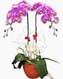  Chậu Hoa Lan Hồ Điệp Đột Biến - LHĐ38 