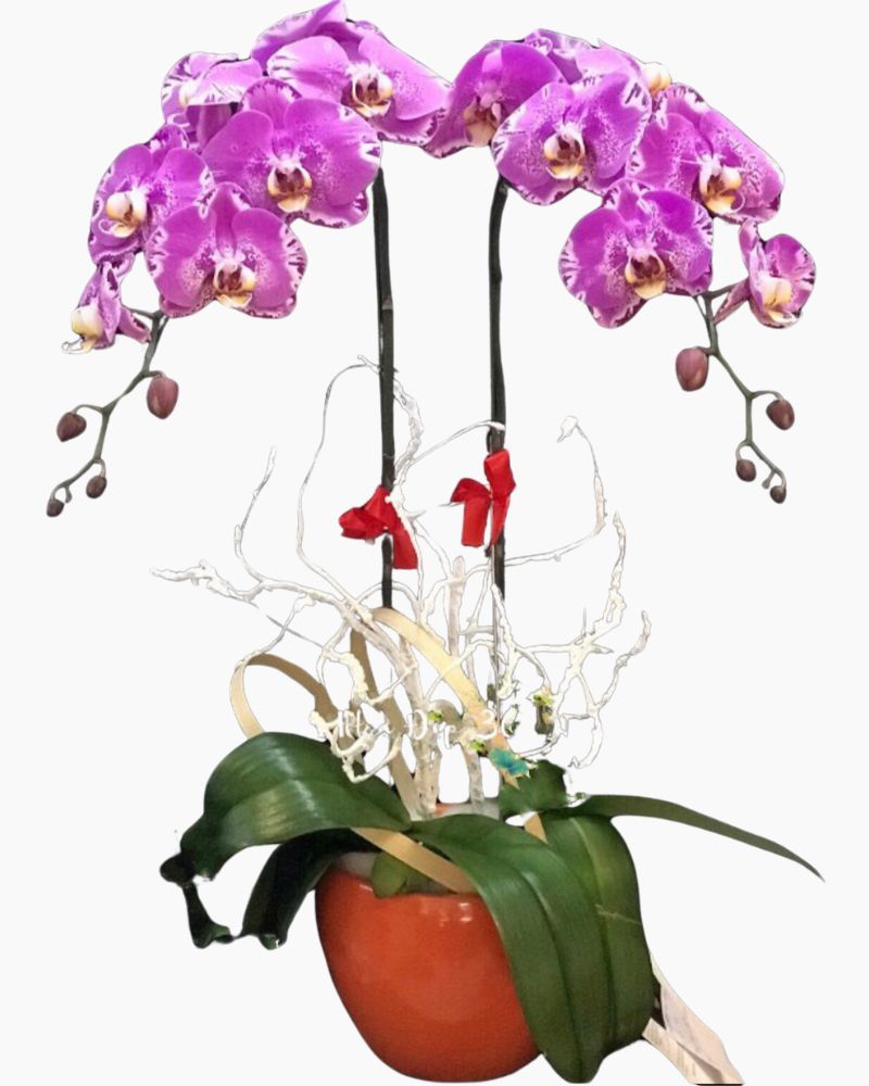  Chậu Hoa Lan Hồ Điệp Đột Biến - LHĐ38 