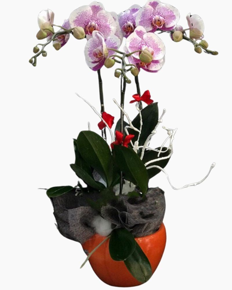  Chậu Hoa Lan Hồ Điệp Đột Biến - LHĐ54 