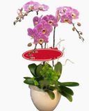  Chậu Hoa Lan Hồ Điệp Hồng Đột Biến - LHĐ51 