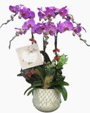  Chậu Hoa Lan Hồ Điệp - LHĐ02 