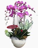  Chậu Hoa Lan Hồ Điệp - LHĐ03 - Flosa 