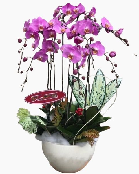 Chậu Hoa Lan: Chậu Hoa Lan Hồ Điệp - LHĐ03