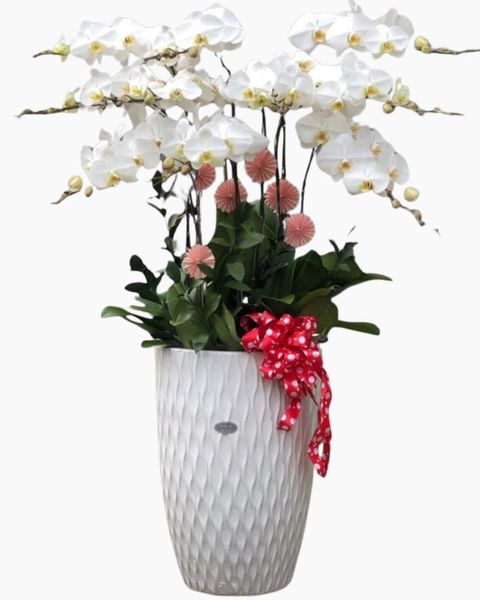 Chậu Lan Hồ Điệp Trắng