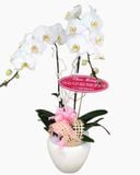  Chậu Hoa Lan Hồ Điệp Trắng - LHĐ05 - Flosa 