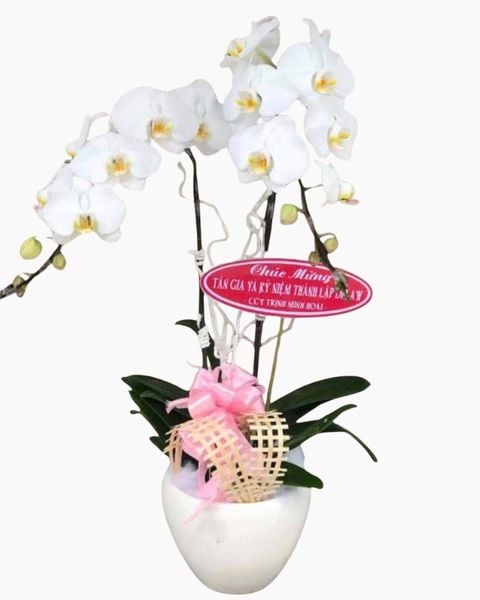 Chậu Lan Hồ Điệp Trắng