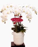  Chậu Hoa Lan Hồ Điệp Trắng - LHĐ20 