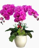  Chậu Hoa Lan Hồ Điệp Tím - LHĐ49 