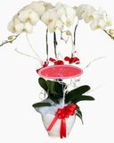  Chậu Hoa Lan Hồ Điệp Trắng - LHĐ52 
