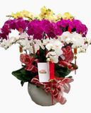 Chậu Hoa Lan Hồ Điệp Mix Màu - LHĐ62 
