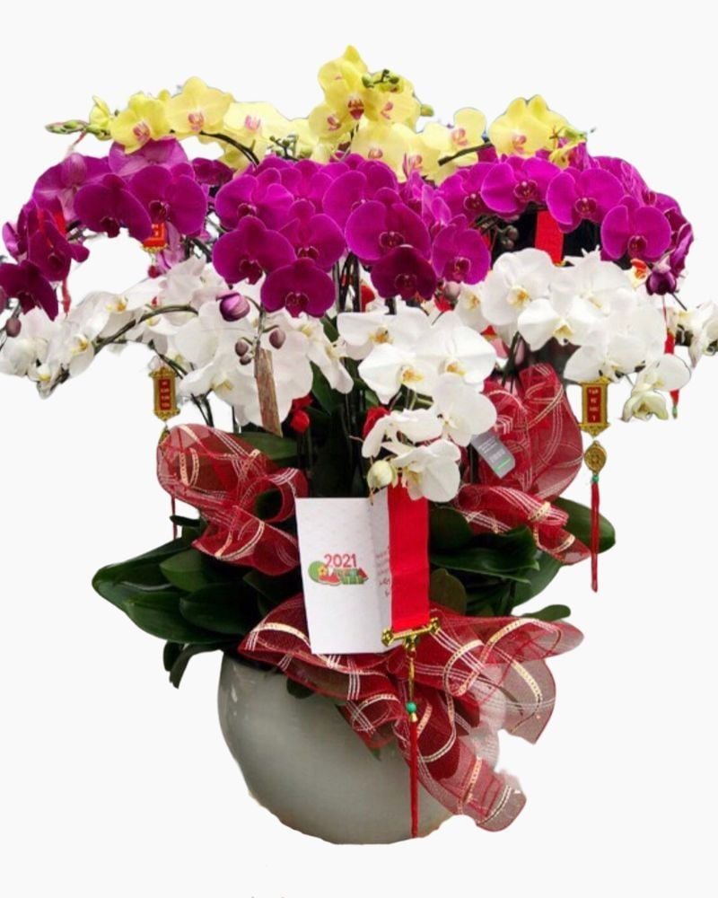  Chậu Hoa Lan Hồ Điệp Mix Màu - LHĐ62 