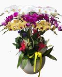  Chậu Hoa Lan Hồ Điệp Mix Màu - LHĐ61 