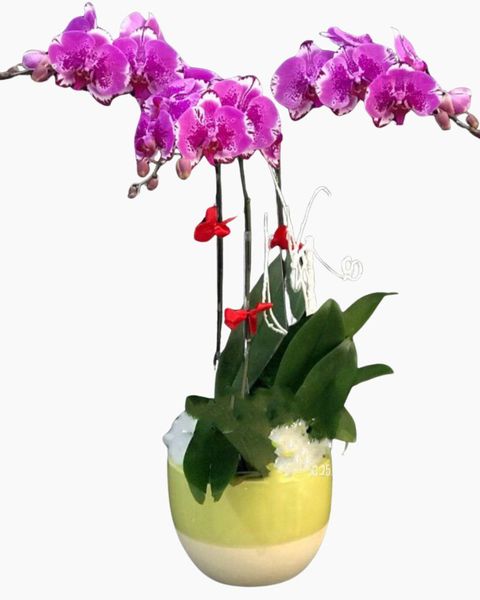 Lan Hồ Điệp Tím Đột Biến