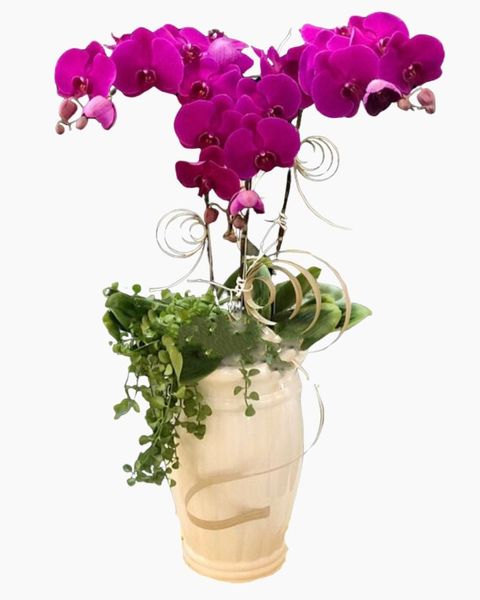 Chậu Lan Hồ Điệp Tím