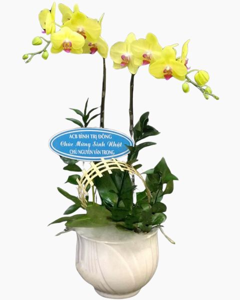 Chậu Hoa Lan Hồ Điệp Vàng