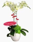  Chậu Hoa Lan Hồ Điệp Xanh Bơ - LHĐ42 