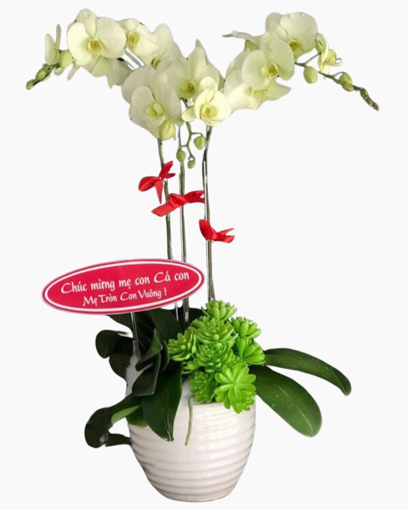  Chậu Hoa Lan Hồ Điệp Xanh Bơ - LHĐ42 