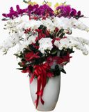  Chậu Hoa Lan Hồ Điệp Xoay Tròn - LHĐ73 