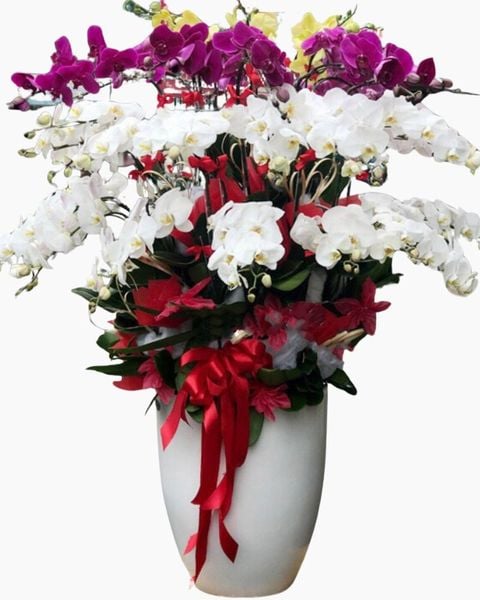 Chậu Lan Hồ Điệp Xoay Tròn