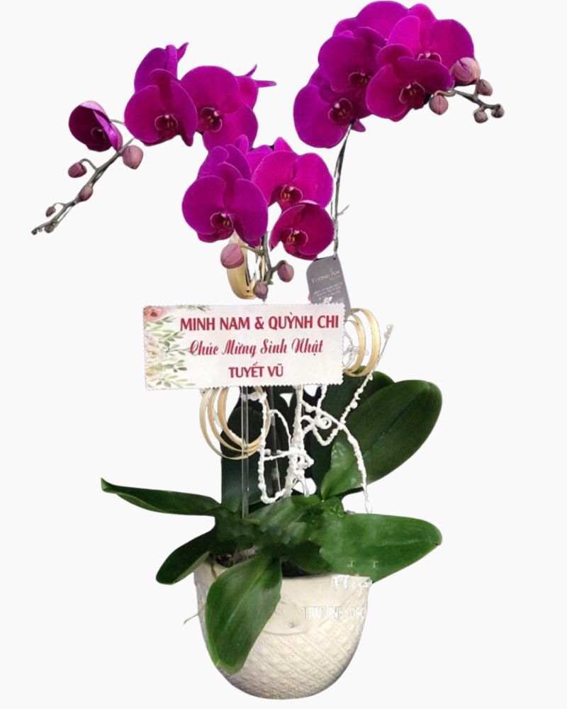  Chậu Hoa Lan Hồ Điệp Tím May Mắn - LHĐ43 