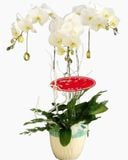  Chậu Hoa Lan Hồ Điệp Trắng Midnight - LHĐ15 