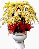  Chậu Hoa Lan Hồ Điệp Vàng Rực Rỡ - LHĐ67 