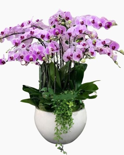 Chậu Hoa Lan Hồ Điệp Phát Tài